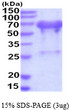 SDS-PAGE gel showing 3 µg recombinant human UBQLN2 protein under reducing conditions with Coomassie blue stain