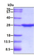 SDS-PAGE of recombinant rat CNTF protein under reducing conditions stained with Coomassie blue