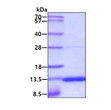 SDS-PAGE gel of recombinant mouse S100A10 protein 3μg under reducing conditions Coomassie blue stain