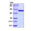 SDS-PAGE gel showing 3µg recombinant E. coli glk protein under reducing conditions Coomassie blue stain