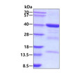 SDS-PAGE gel of recombinant human FBP2 protein 3µg under reducing conditions stained with Coomassie blue