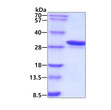 SDS-PAGE gel of recombinant human Carbonic Anhydrase 1 CA1 protein under reducing conditions