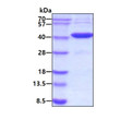 SDS-PAGE gel showing recombinant human Carbonic Anhydrase 8 CA8 protein 3µg Coomassie blue stain