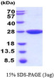 SDS-PAGE gel of recombinant mouse GSTP2 protein under reducing conditions Coomassie stain