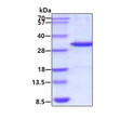 SDS-PAGE gel showing recombinant mouse Galectin-3 LGALS3 protein 3µg under reducing conditions Coomassie blue stain