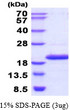 SDS-PAGE gel of recombinant human NME4 protein under reducing conditions with Coomassie blue stain
