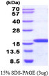 SDS-PAGE gel of recombinant human NME3 protein 3 µg under reducing conditions with Coomassie blue stain
