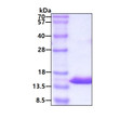 SDS-PAGE of recombinant human Cystatin A protein under reducing conditions Coomassie blue stain