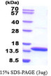 SDS-PAGE gel of recombinant human Cystatin B protein 3µg under reducing conditions with Coomassie blue staining