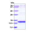 SDS-PAGE gel of recombinant human Cystatin E M protein under reducing conditions Coomassie blue stain