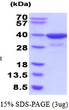 SDS-PAGE gel of recombinant human AKR1C4 protein 3µg under reducing conditions Coomassie stain