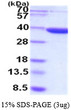 SDS-PAGE gel of recombinant human AKR7A3 protein 3µg under reducing conditions Coomassie blue stain