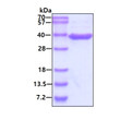 Recombinant human ASPA protein 3µg SDS-PAGE reducing conditions Coomassie blue stain