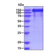 SDS-PAGE of recombinant human EGFR protein 3μg under reducing conditions stained with Coomassie blue