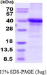 SDS-PAGE gel of recombinant human Napsin A protein under reducing conditions stained with Coomassie blue