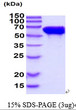 SDS-PAGE of recombinant human STI1 STIP1 protein under reducing conditions Coomassie blue stain