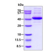 SDS-PAGE gel of recombinant human ALDOC protein 3µg under reducing conditions stained with Coomassie blue