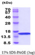 SDS-PAGE of recombinant canine IFN-gamma IFNG protein under reducing conditions