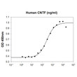 Recombinant human CNTF protein biological activity in TF-1 cell proliferation assay