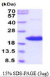 SDS-PAGE gel showing recombinant mouse AG-2 AGR2 protein under reducing conditions stained with Coomassie blue