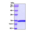 SDS-PAGE gel of recombinant canine IL-2 C147S protein under reducing conditions with Coomassie stain