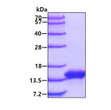 SDS-PAGE gel of recombinant mouse VAMP-2 protein under reducing conditions Coomassie blue stain
