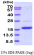 SDS-PAGE gel of recombinant human DUSP23 protein under reducing conditions stained with Coomassie blue