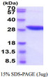 SDS-PAGE gel of recombinant mouse NNMT protein under reducing conditions Coomassie stain