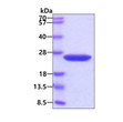 SDS-PAGE of recombinant mouse Cyclophilin B PPIB protein under reducing conditions