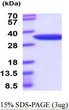 SDS-PAGE gel of recombinant mouse NMNAT-1 protein under reducing conditions stained with Coomassie blue