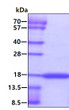 SDS-PAGE gel of recombinant human c-kit ligand SCF protein under reducing conditions Coomassie blue stain