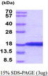 SDS-PAGE of recombinant canine IFN-gamma IFNG protein under reducing conditions