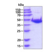 SDS-PAGE gel of recombinant mouse AHCY protein under reducing conditions Coomassie blue stain