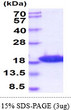 SDS-PAGE gel of recombinant mouse LC3B MAP1LC3B protein under reducing conditions