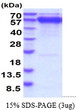 SDS-PAGE gel of recombinant mouse GRP78 HSPA5 protein under reducing conditions stained with Coomassie blue