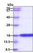 SDS-PAGE of recombinant human IFN-gamma IFNG protein under reducing conditions