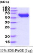 SDS-PAGE gel of recombinant mouse CRMP1 protein under reducing conditions stained with Coomassie blue