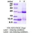SDS-PAGE gel showing 3μg recombinant human BMP-2 protein under reducing conditions with Coomassie blue staining