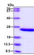 SDS-PAGE gel of recombinant mouse Prolactin protein 3µg under reducing conditions Coomassie blue stain