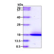 SDS-PAGE gel showing 3µg recombinant human Chemerin protein under reducing conditions Coomassie blue stain