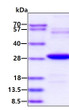 SDS-PAGE of recombinant mouse HSP27 protein under reducing conditions Coomassie blue stain