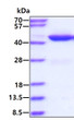 SDS-PAGE gel of recombinant mouse GOT2 protein under reducing conditions stained with Coomassie blue