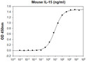 Mouse IL-15 stimulates CTLL2 cytotoxic T cell proliferation with ED50 ≤20 ng ml