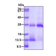SDS-PAGE of recombinant human BMP-2 protein under reducing and non-reducing conditions