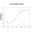 Recombinant human BMP-2 stimulates alkaline phosphatase activity in ATDC5 mouse chondrogenic cells