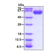SDS-PAGE gel of recombinant human Hyaluronidase 1 HYAL1 protein under reducing conditions