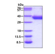 SDS-PAGE gel showing recombinant SARS-CoV-2 spike RBD protein 3μg reducing conditions Coomassie blue stain