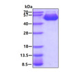 SDS-PAGE gel of recombinant mouse CD39L2 ENTPD6 protein under reducing conditions stained with Coomassie blue