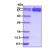 SDS-PAGE of recombinant mouse TIM-3 HAVCR2 protein 3µg under reducing conditions with Coomassie blue staining