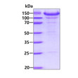SDS-PAGE gel of recombinant mouse Thrombospondin 4 protein under reducing conditions stained with Coomassie blue